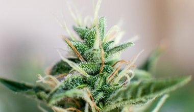 Difference Between Indica Vs. Sativa Vs. Hybrid - All You Want to Know