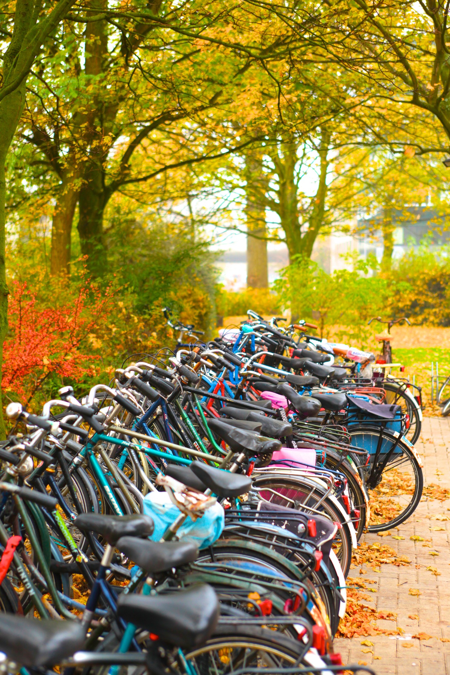 Bicycles in a row on a background of trees and river
