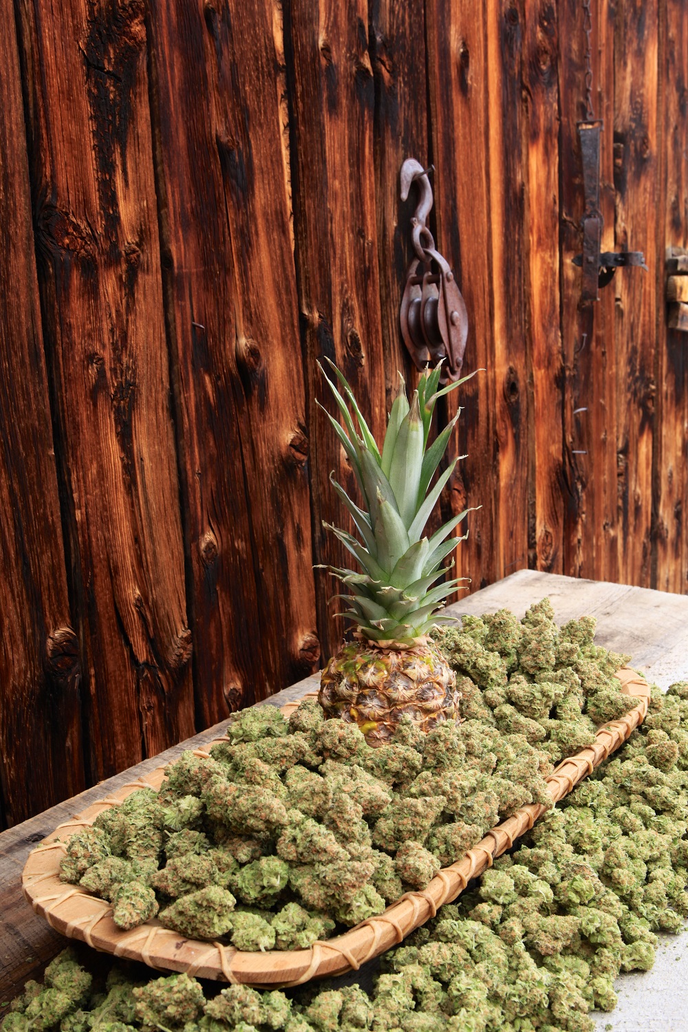 Pineapple and cannabis buds side view at High Country Healing store in Alma, CO